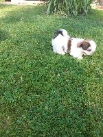 Du Royaume De Nanzhao - Shih Tzu - Portée née le 09/05/2020